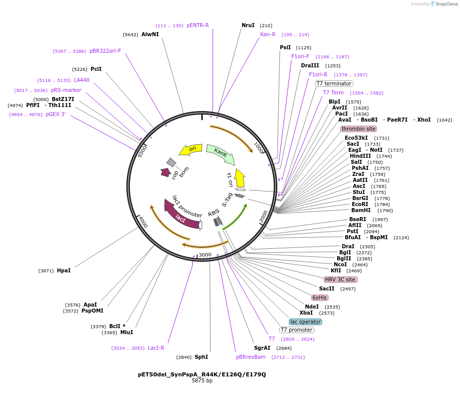 223819-plasmid-map-sequence-id-448136