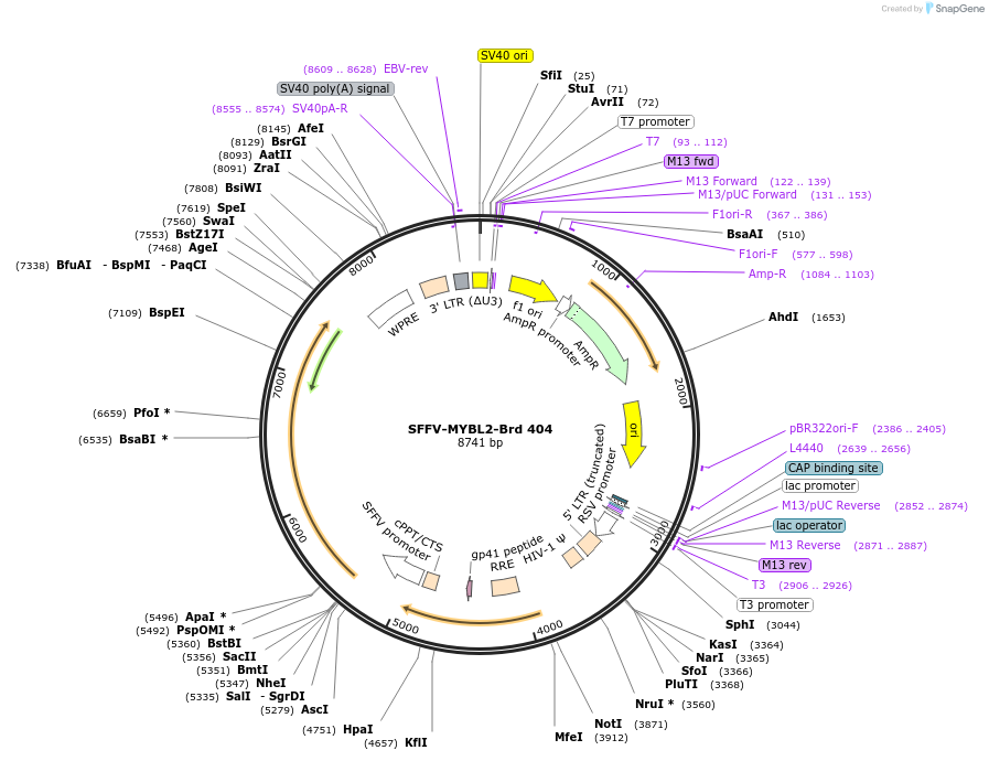 219327-plasmid-map-sequence-id-449071