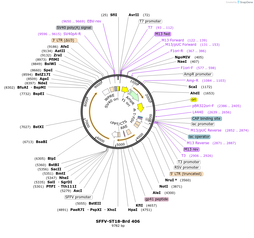 219329-plasmid-map-sequence-id-449073