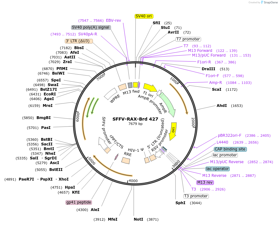 219343-plasmid-map-sequence-id-449083