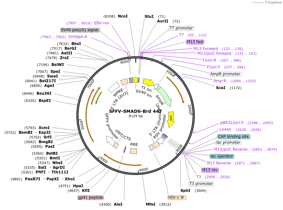 219354-plasmid-map-sequence-id-449089