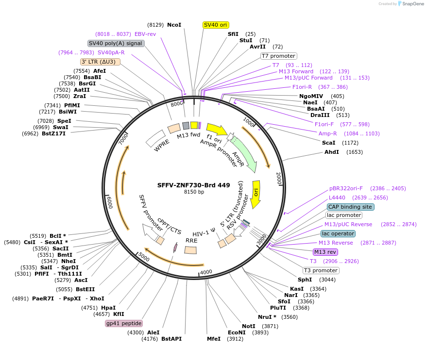 219356-plasmid-map-sequence-id-449091
