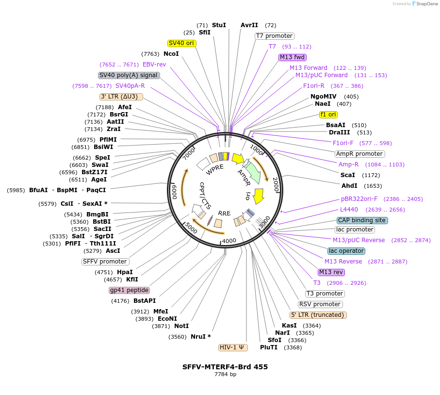 219361-plasmid-map-sequence-id-449093