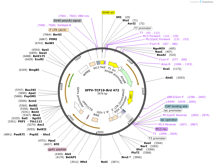 219373-plasmid-map-sequence-id-449099