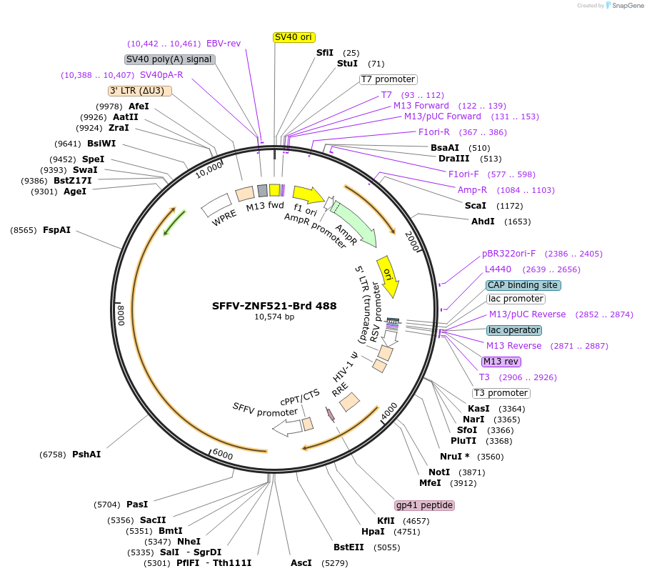 219384-plasmid-map-sequence-id-449103