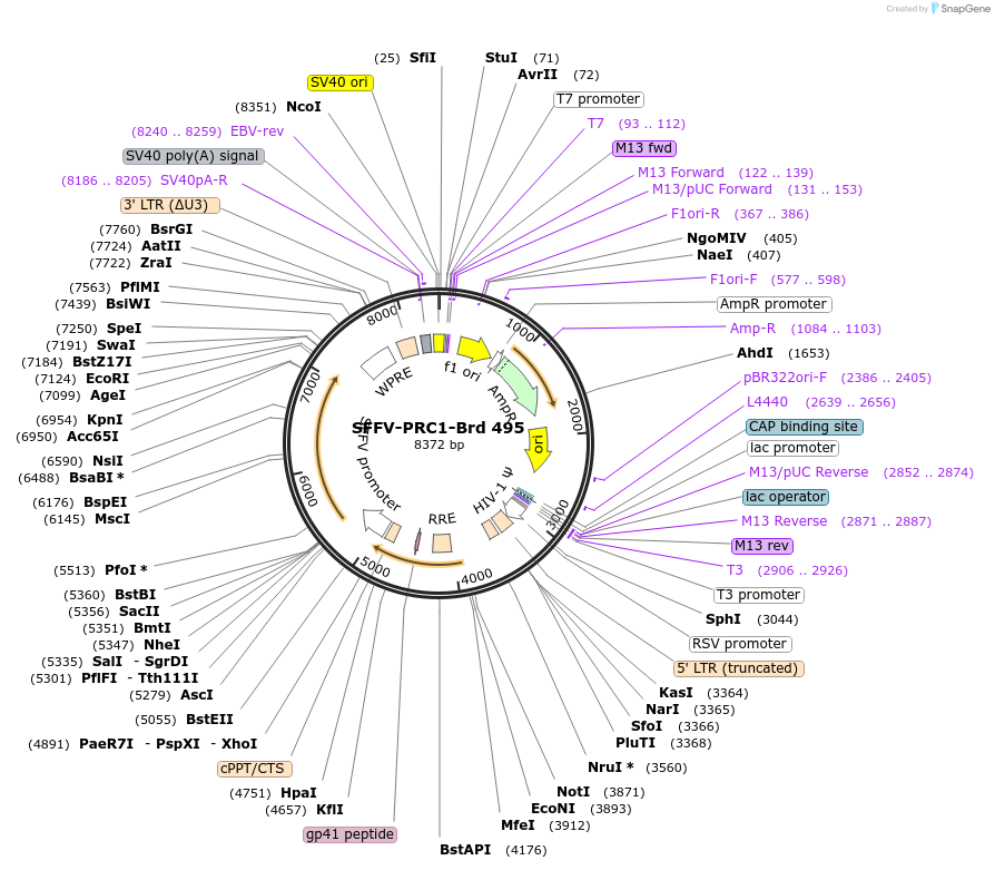 219389-plasmid-map-sequence-id-449107