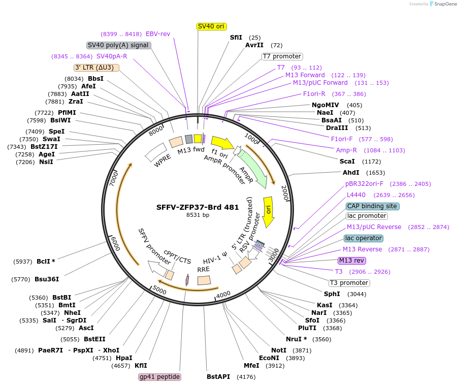 219380-plasmid-map-sequence-id-449108