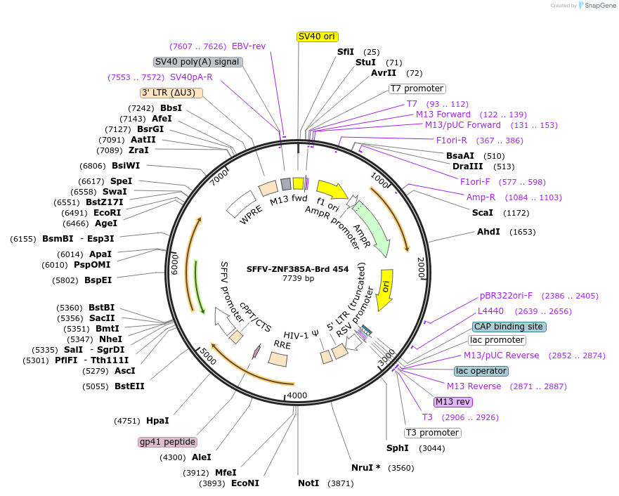 219360-plasmid-map-sequence-id-449565