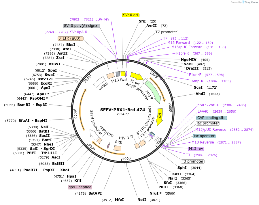 219375-plasmid-map-sequence-id-449580