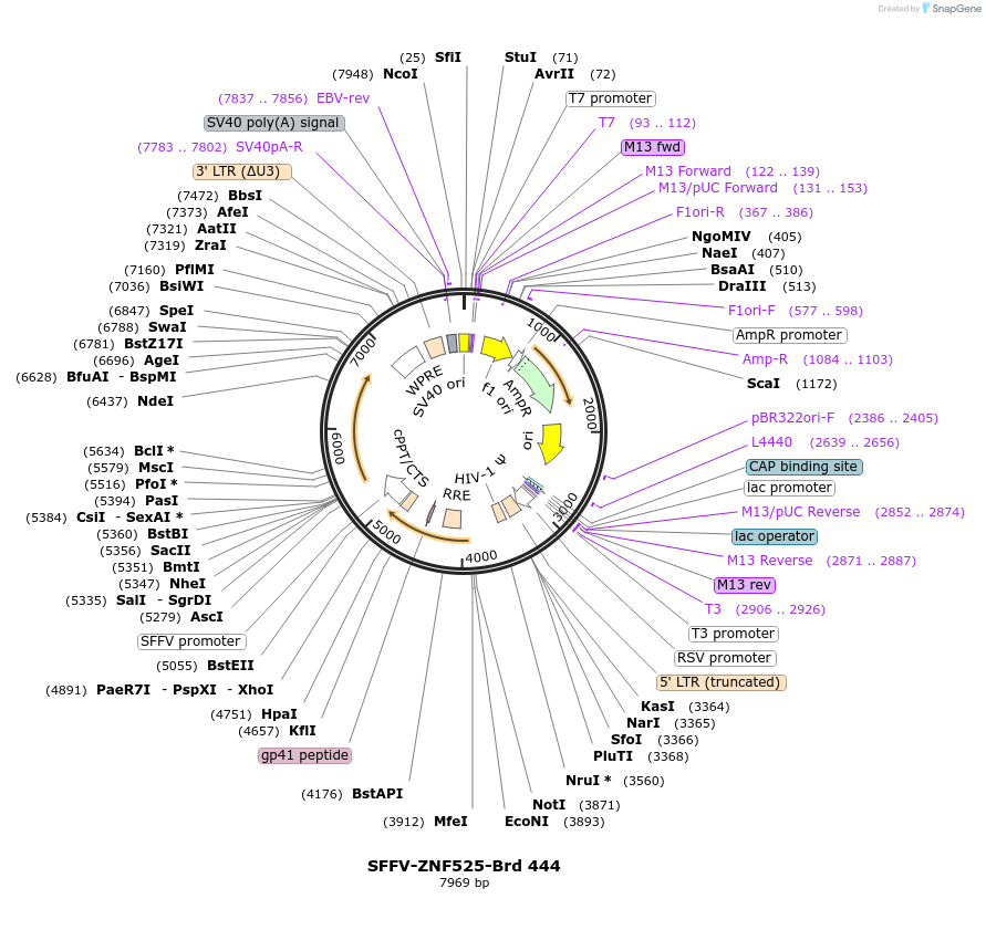 219351-plasmid-map-sequence-id-449631