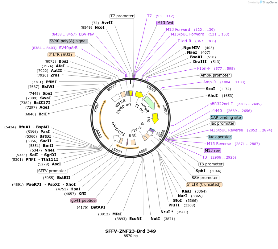 219275-plasmid-map-sequence-id-449679