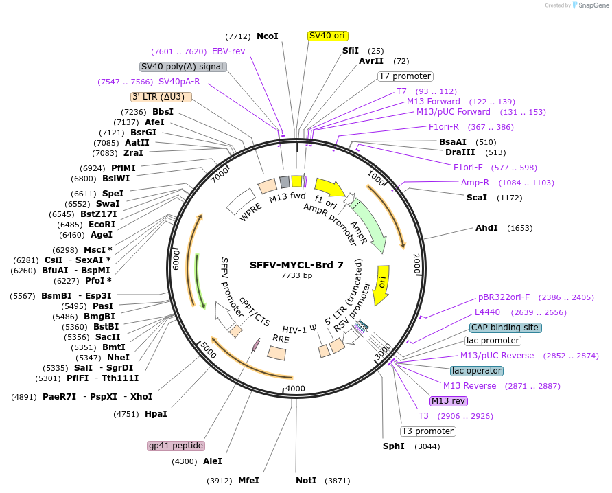 218991-plasmid-map-sequence-id-449695