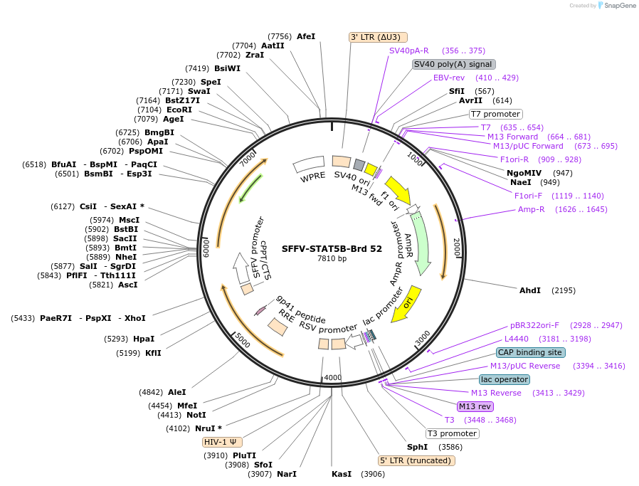 219032-plasmid-map-sequence-id-449795