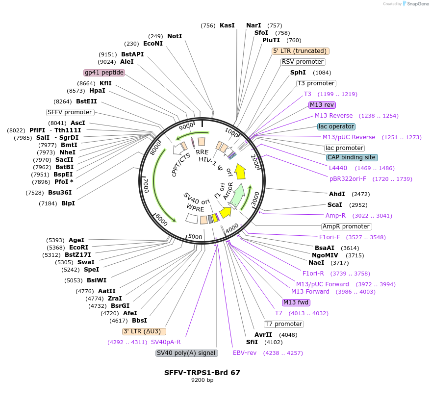 219045-plasmid-map-sequence-id-449884