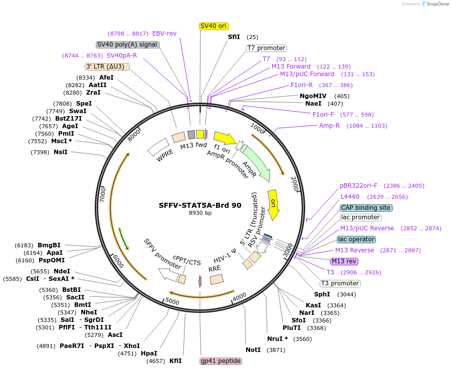 219065-plasmid-map-sequence-id-449991
