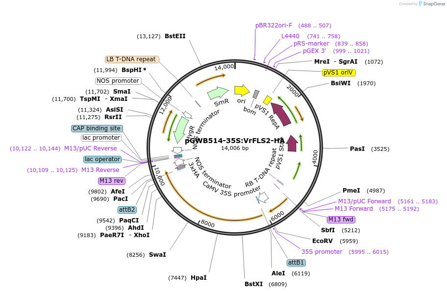 226415-plasmid-map-sequence-id-450281
