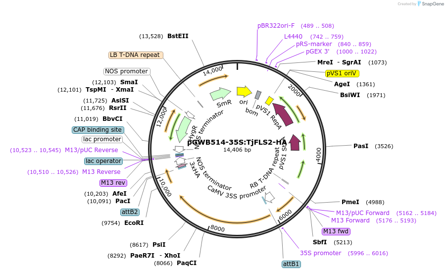 226413-plasmid-map-sequence-id-450282