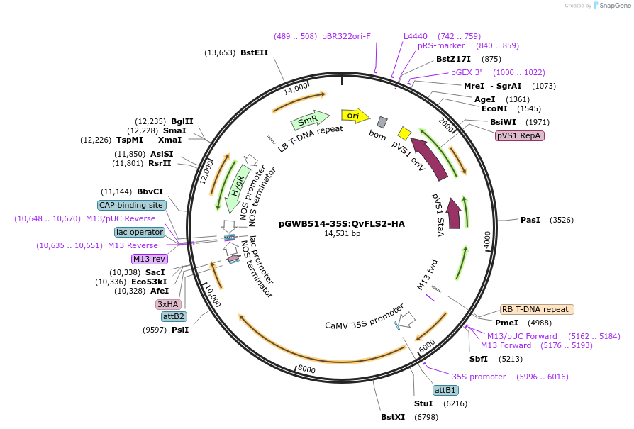 226414-plasmid-map-sequence-id-450285