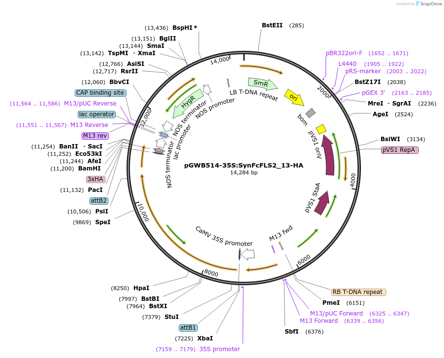 226421-plasmid-map-sequence-id-450286