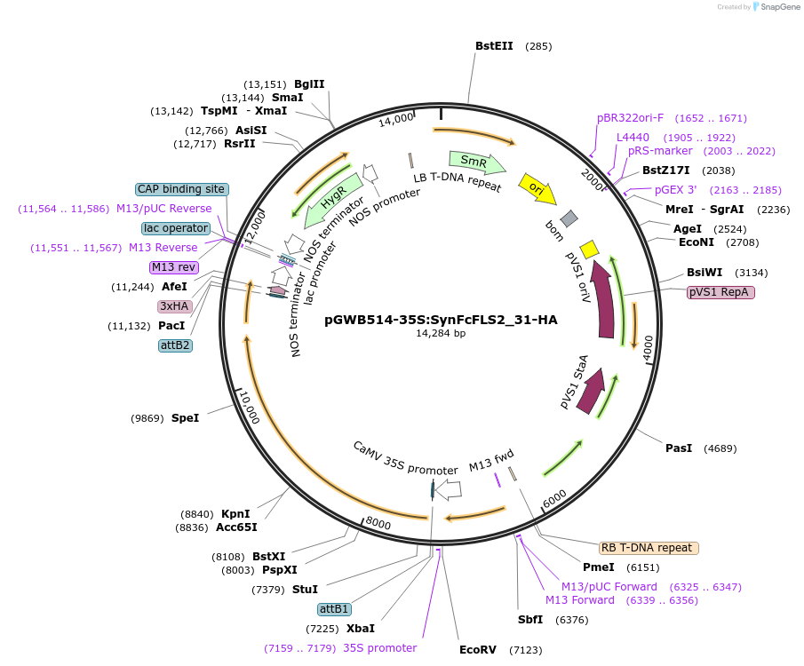 226420-plasmid-map-sequence-id-450287