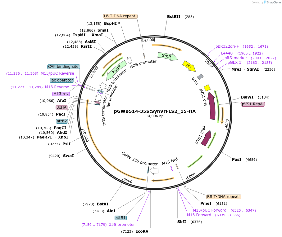 226419-plasmid-map-sequence-id-450288
