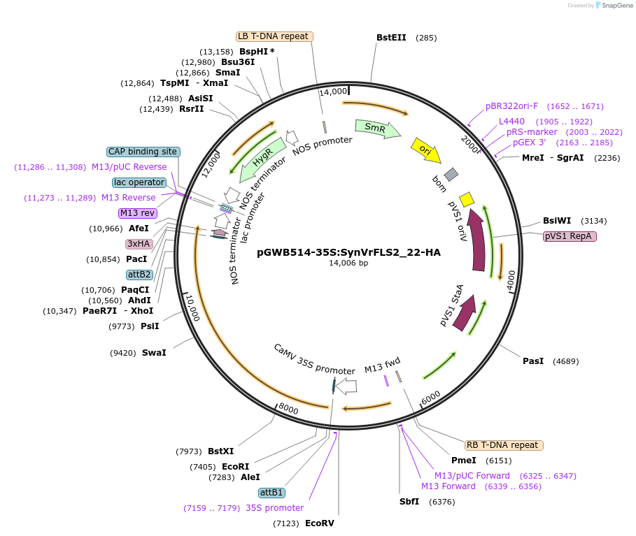 226418-plasmid-map-sequence-id-450289