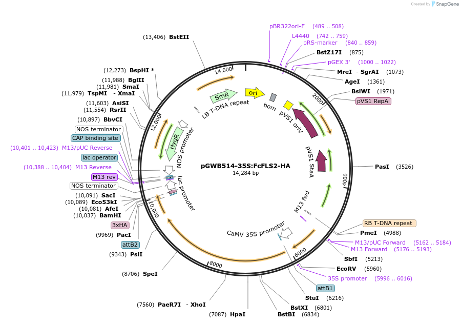226416-plasmid-map-sequence-id-450296