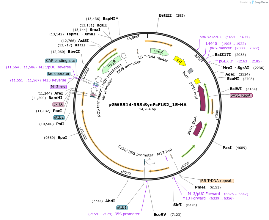 226422-plasmid-map-sequence-id-450298