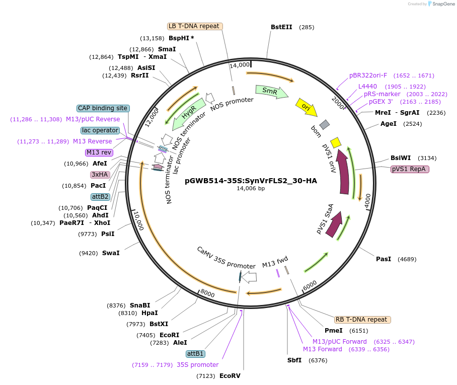 226417-plasmid-map-sequence-id-450300