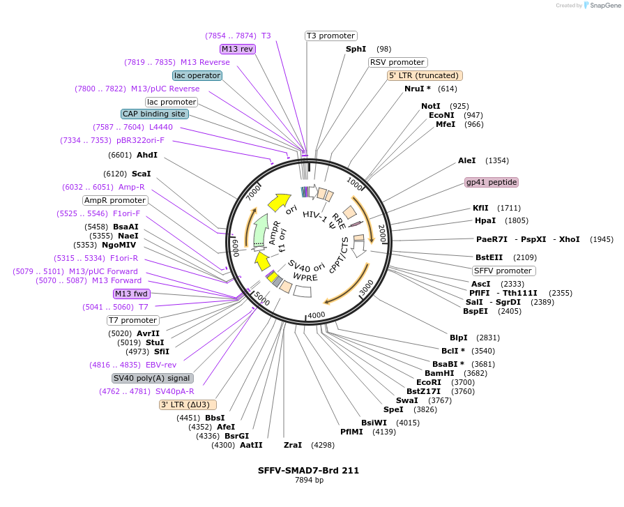 219162-plasmid-map-sequence-id-450406
