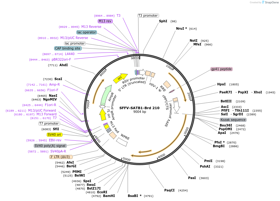 219161-plasmid-map-sequence-id-450411