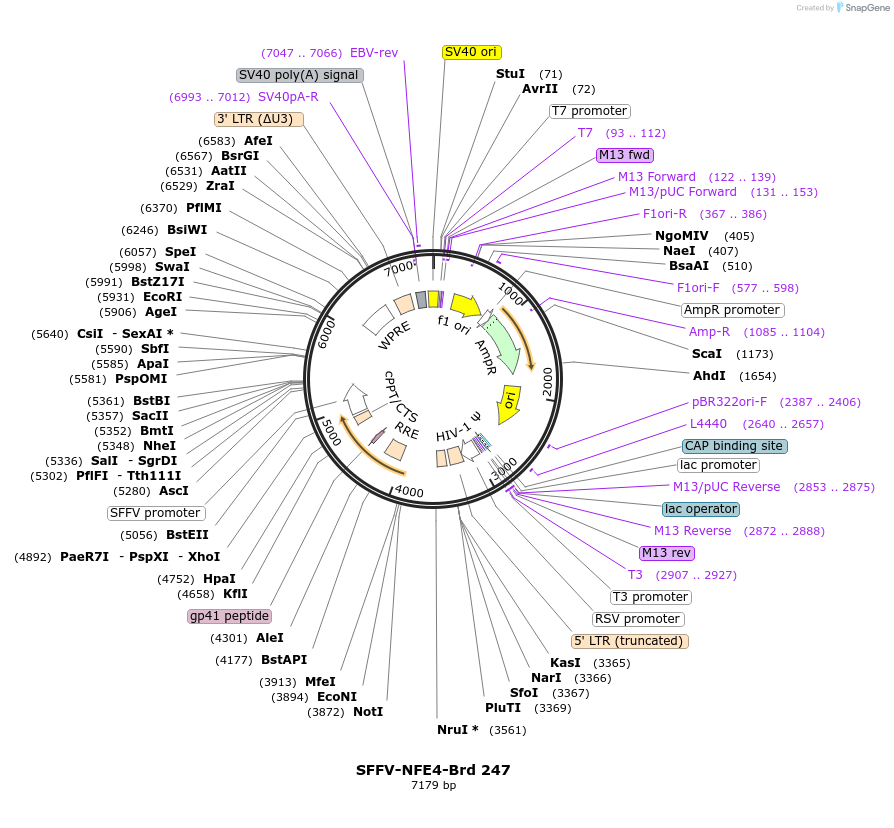 219190-plasmid-map-sequence-id-450421