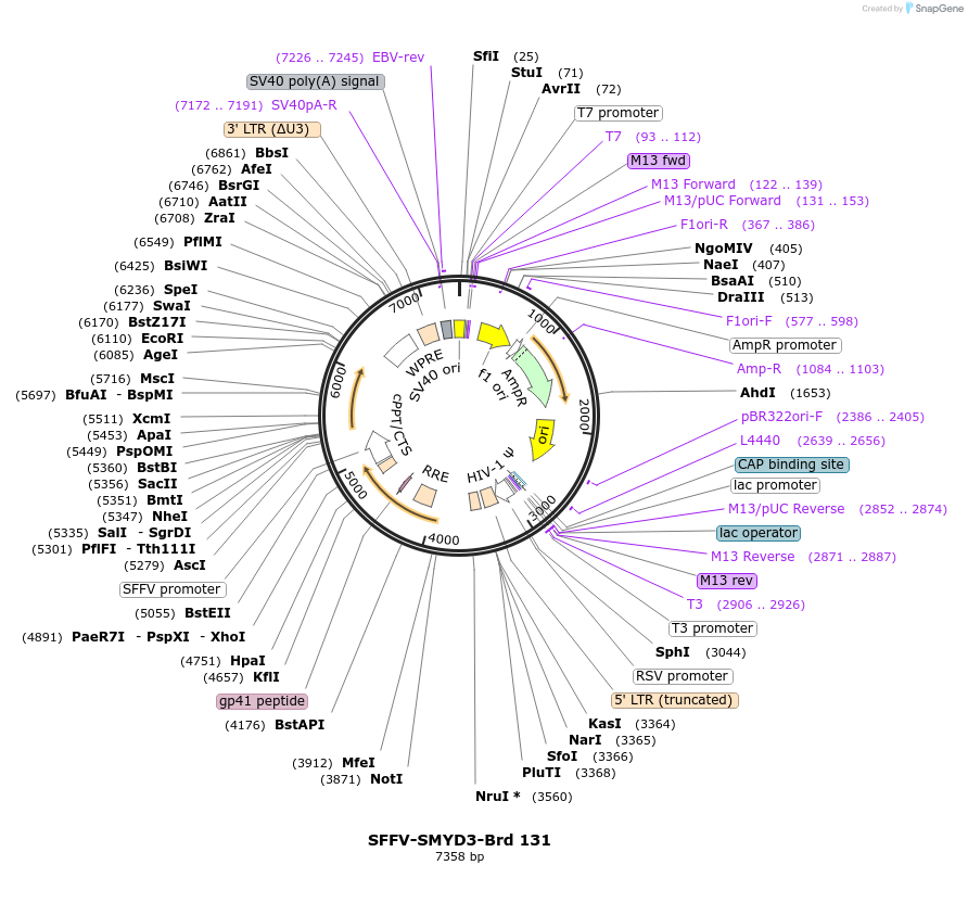 219098-plasmid-map-sequence-id-450441