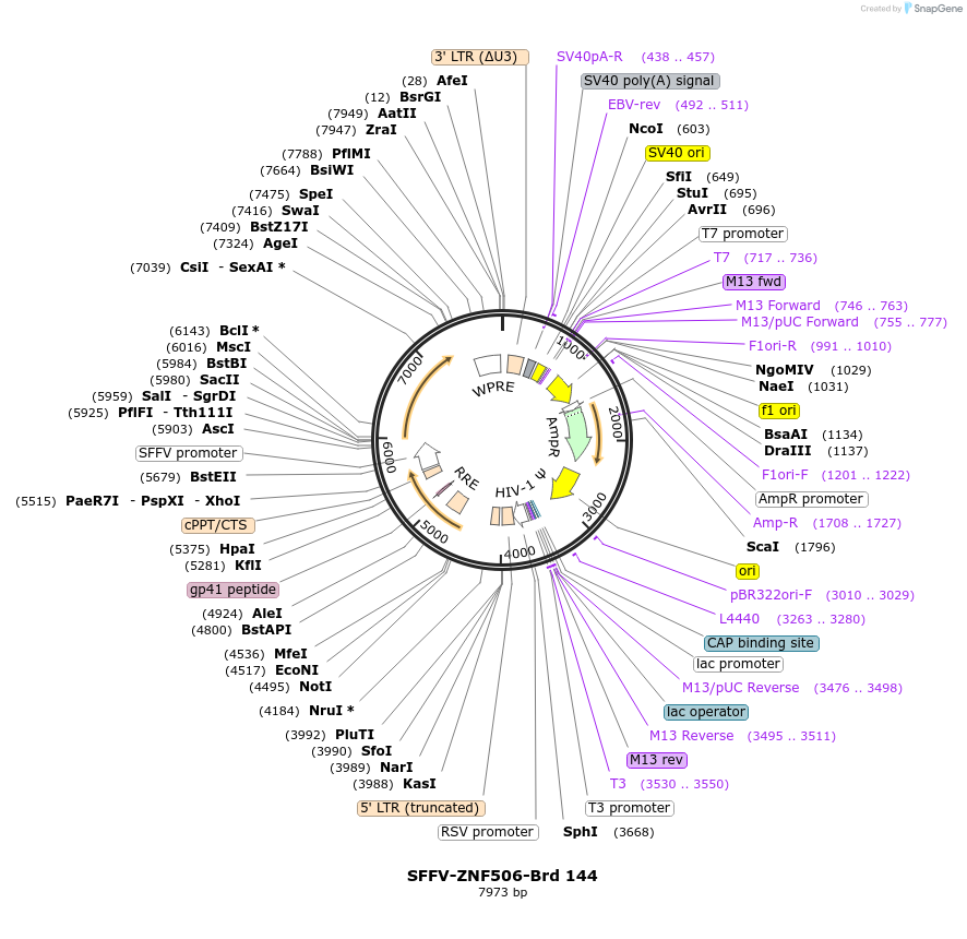 219108-plasmid-map-sequence-id-450442