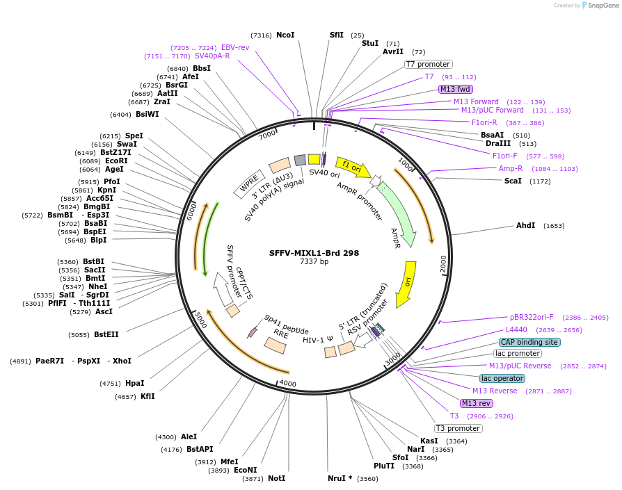 219234-plasmid-map-sequence-id-450529