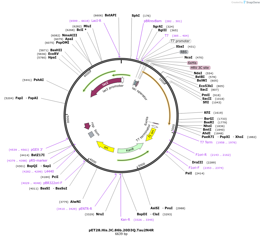 226401-plasmid-map-sequence-id-450808