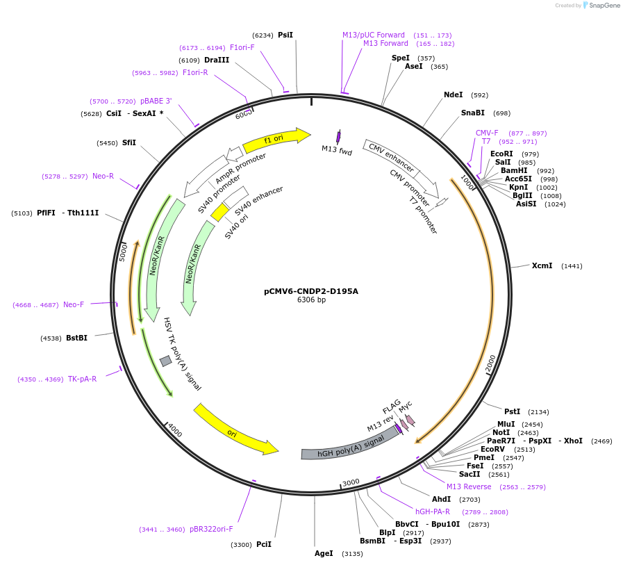 226722-plasmid-map-sequence-id-451174