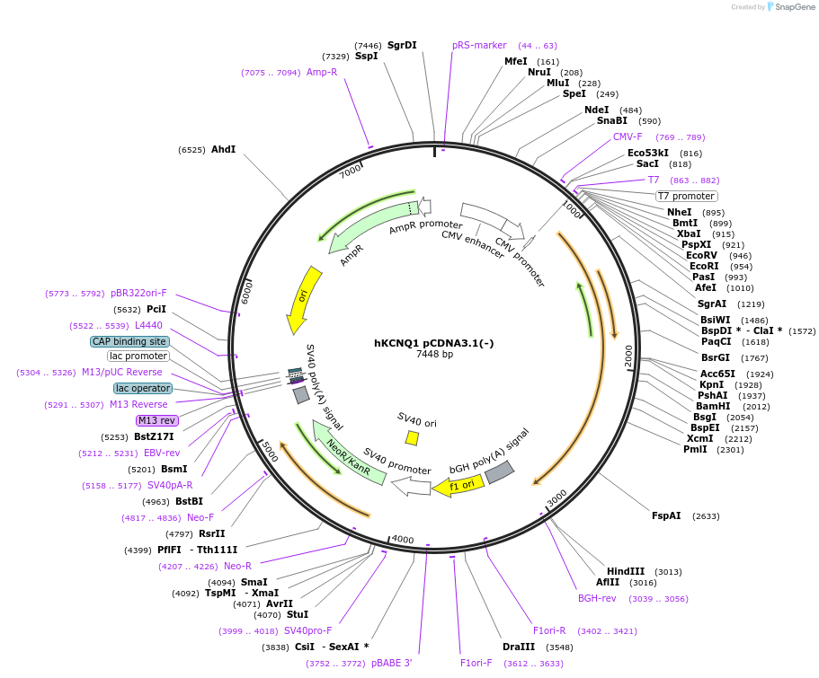 219953-plasmid-map-sequence-id-451284