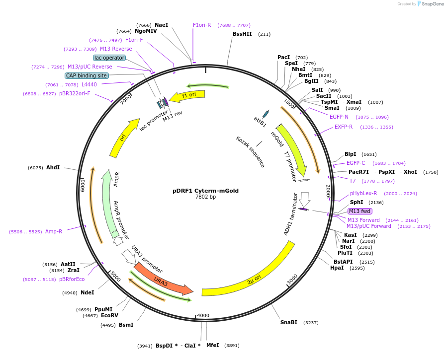 224084-plasmid-map-sequence-id-453889