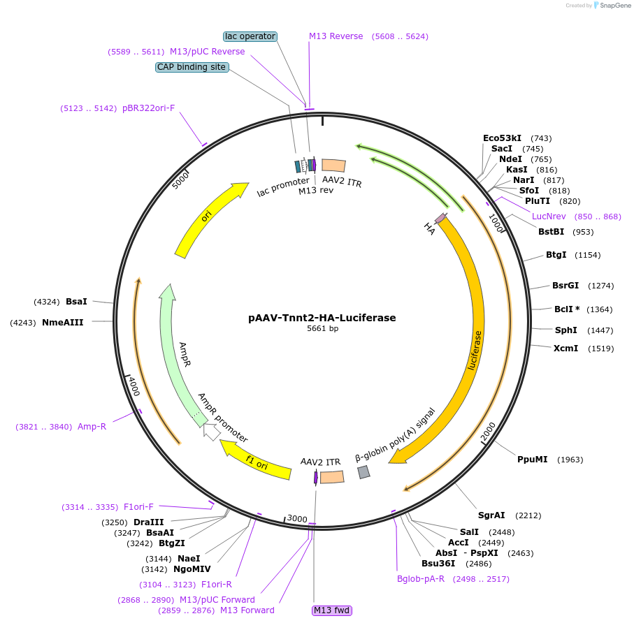 227803-plasmid-map-sequence-id-454205