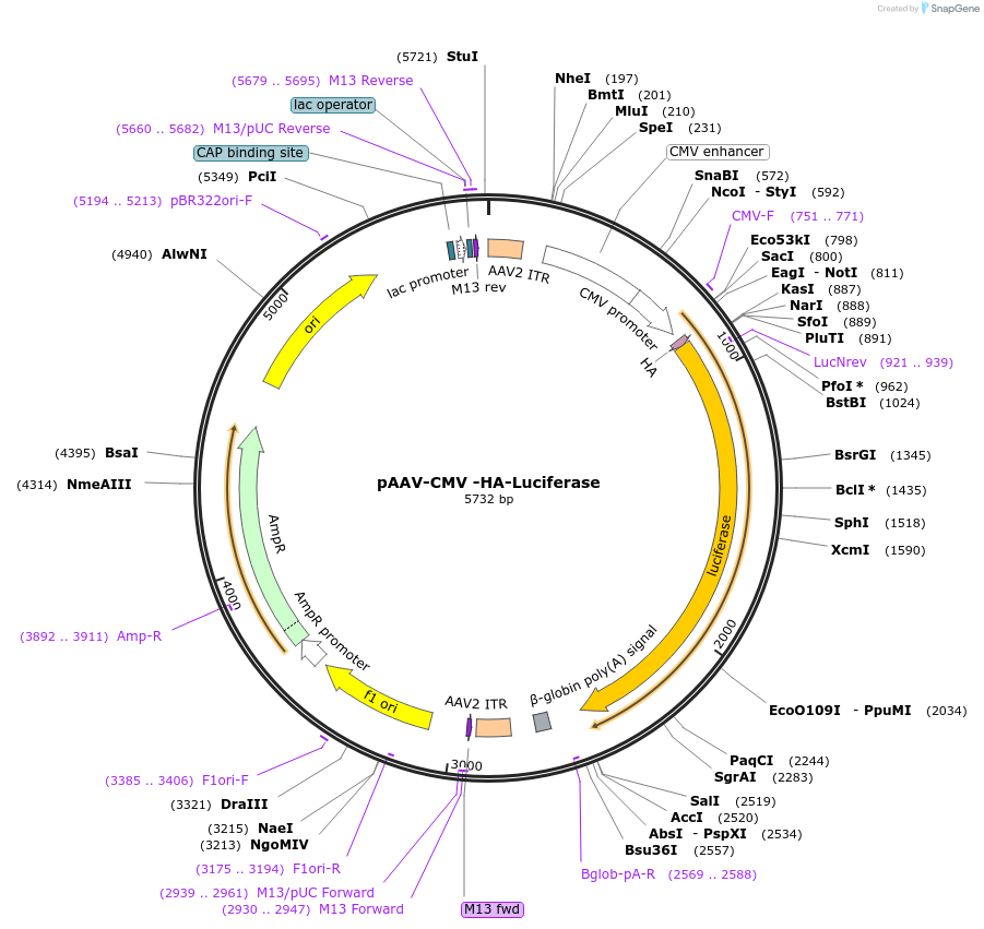 227802-plasmid-map-sequence-id-454211