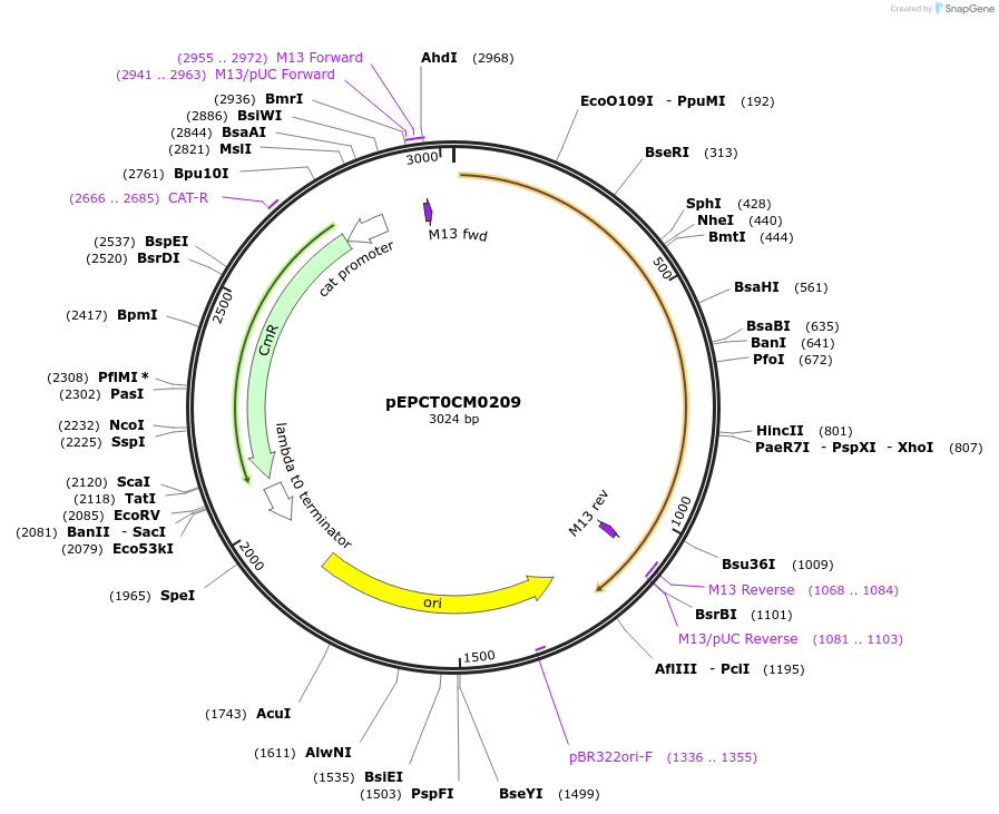 227531-plasmid-map-sequence-id-454867