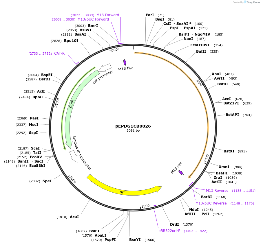 227528-plasmid-map-sequence-id-454868