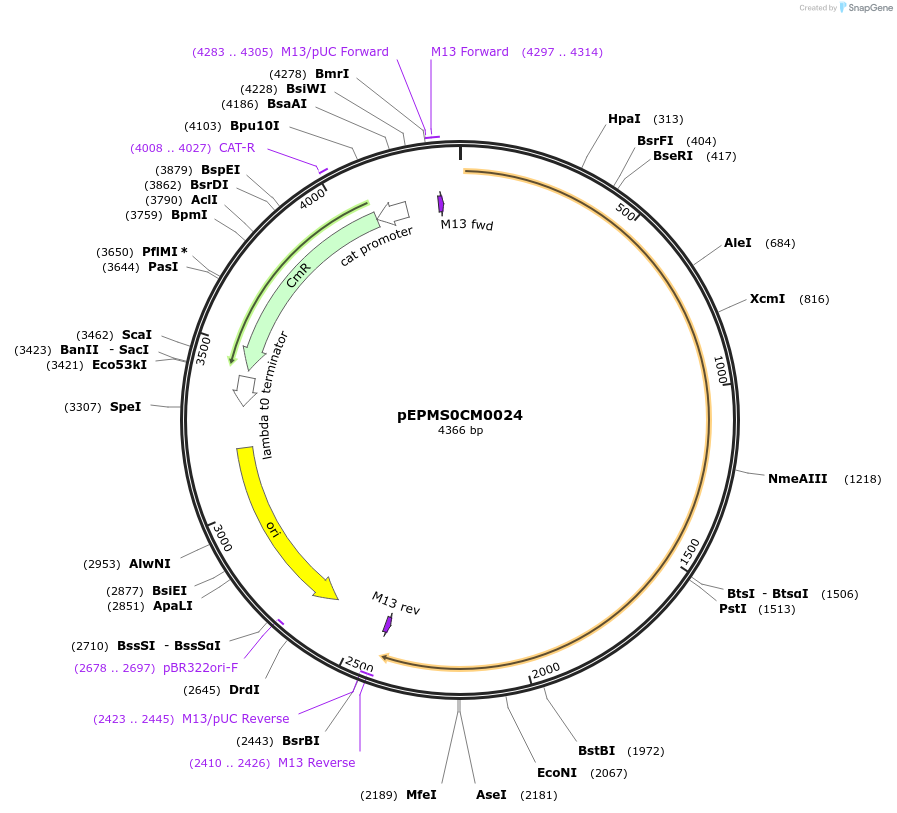 227510-plasmid-map-sequence-id-454870