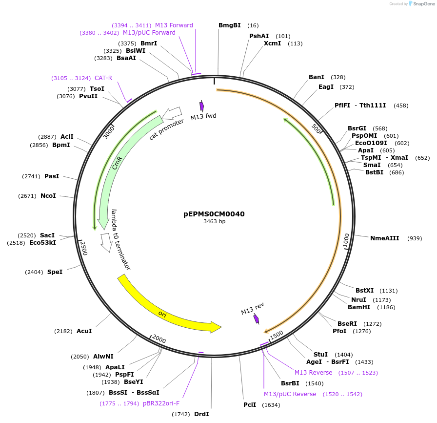 227522-plasmid-map-sequence-id-454872
