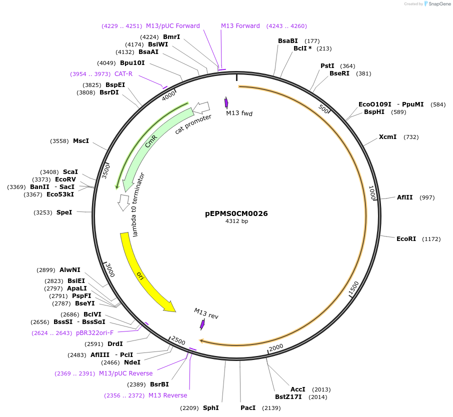227519-plasmid-map-sequence-id-454873