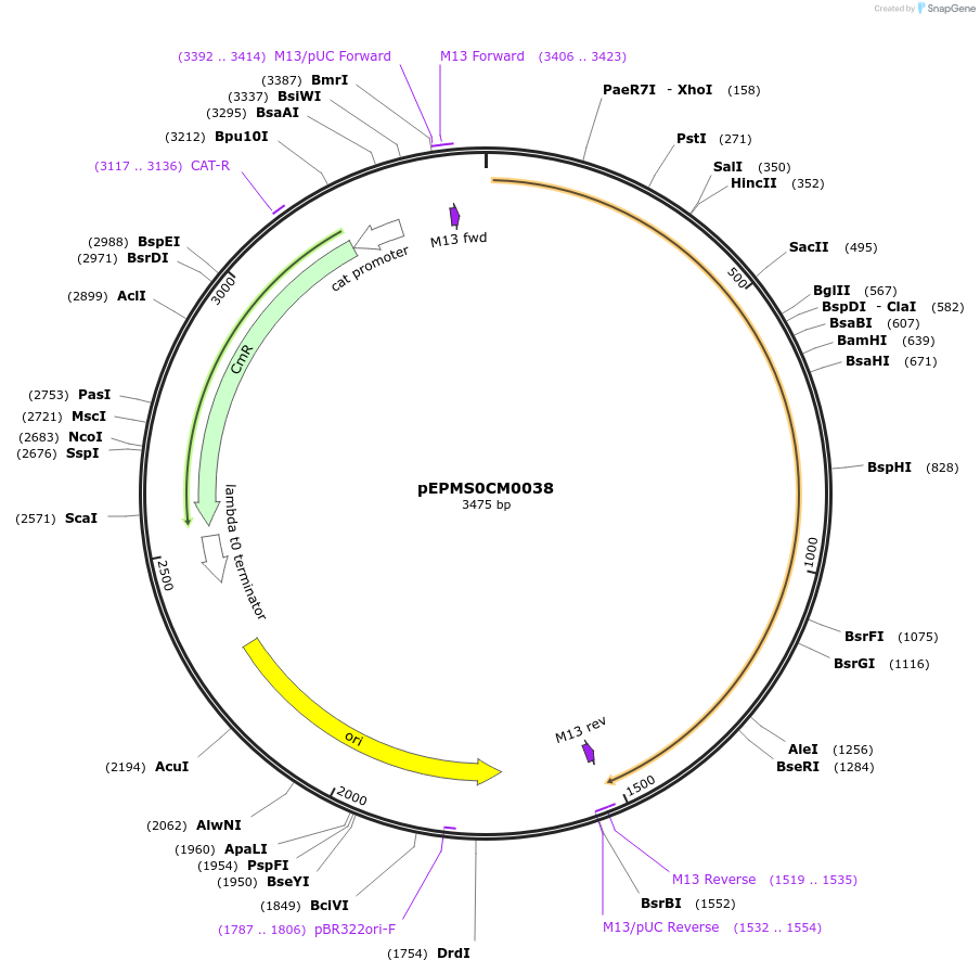 227520-plasmid-map-sequence-id-454874