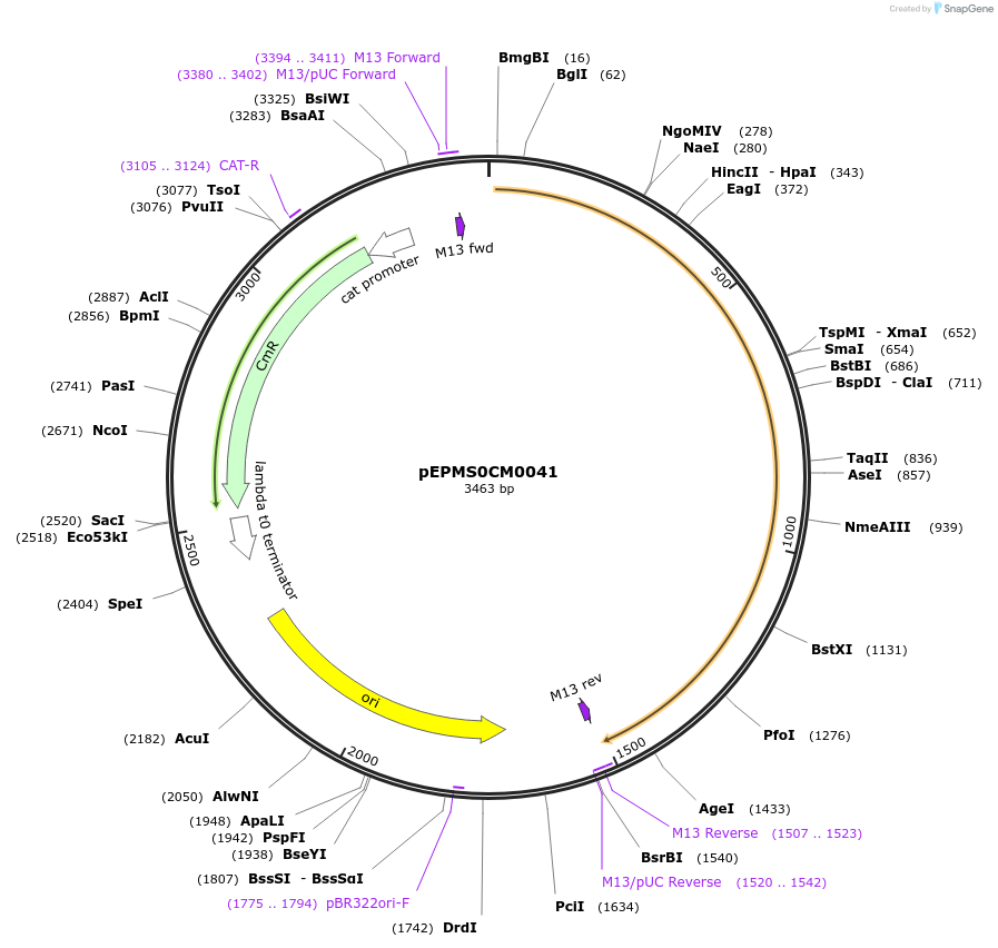 227523-plasmid-map-sequence-id-454875