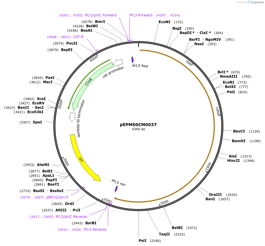 227516-plasmid-map-sequence-id-454876