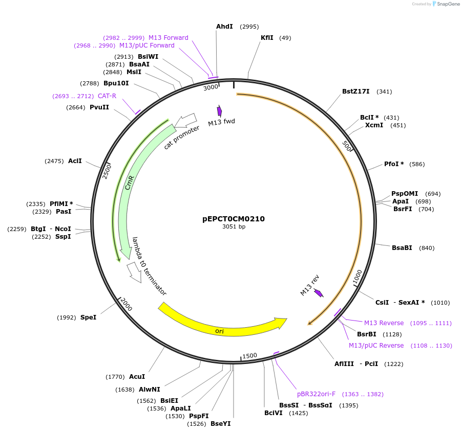 227532-plasmid-map-sequence-id-454877